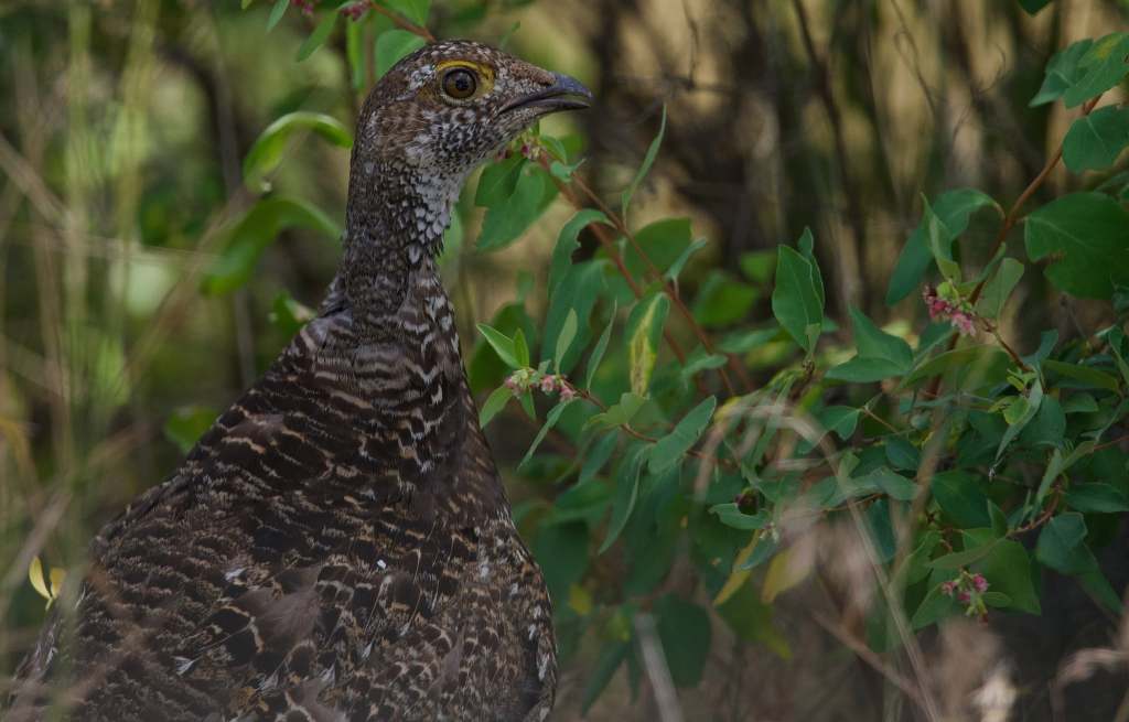 iN PHOTOS: Four species of grouse in the Thompson-Okanagan | iNFOnews.ca iN PHOTOS: Four species of grouse in the Thompson-Okanagan | iNFOnews.ca