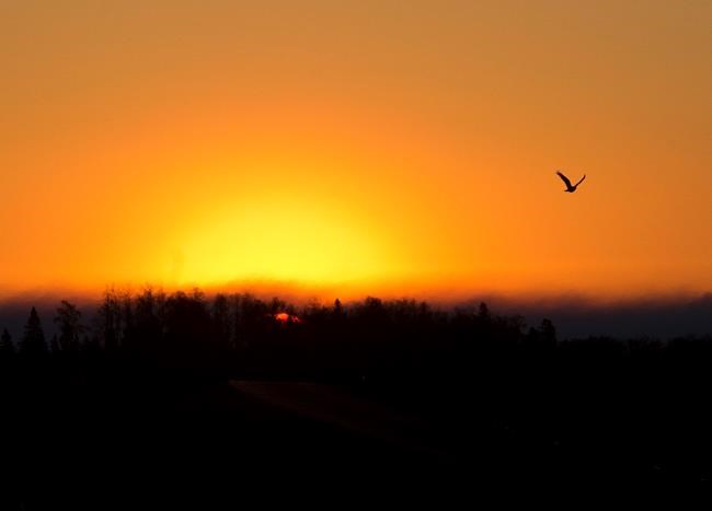 Canadian convoy begins, hoping to flee wildfire zone | iNFOnews.ca