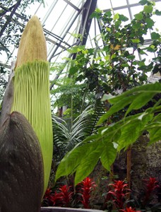 Take a whiff: corpse flower to bloom in Edmonton, will stink like rotting meat | iNFOnews.ca