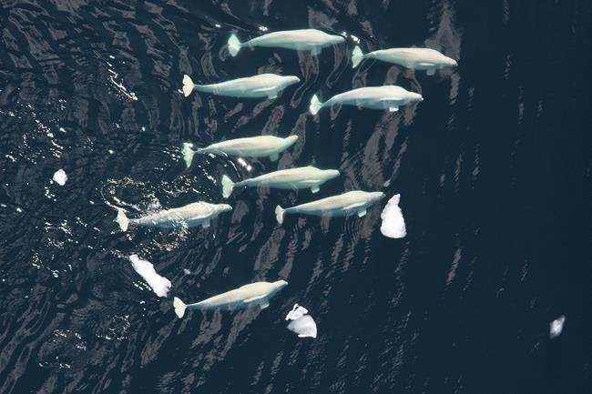 Ottawa adds wildlife-rich Arctic bay in N.W.T. to list of protected areas | iNFOnews.ca Ottawa adds wildlife-rich Arctic bay in N.W.T. to list of protected areas | iNFOnews.ca