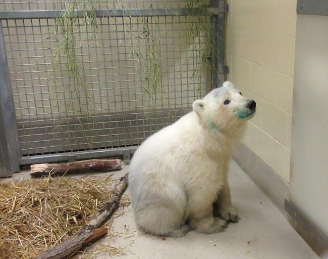 Bear necessities: Orphaned polar bear cub gets new home at Winnipeg zoo | iNFOnews.ca Bear necessities: Orphaned polar bear cub gets new home at Winnipeg zoo | iNFOnews.ca