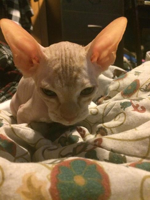 Not what you sphynx: Women bought pricey, hairless felines that grew fur | iNFOnews.ca