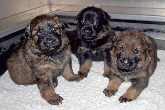 RCMP needs help naming their 13 new police puppies; name must begin with K | iNFOnews.ca