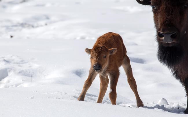 First bison calves born in Banff National Park backcountry in 140 years | iNFOnews.ca First bison calves born in Banff National Park backcountry in 140 years | iNFOnews.ca
