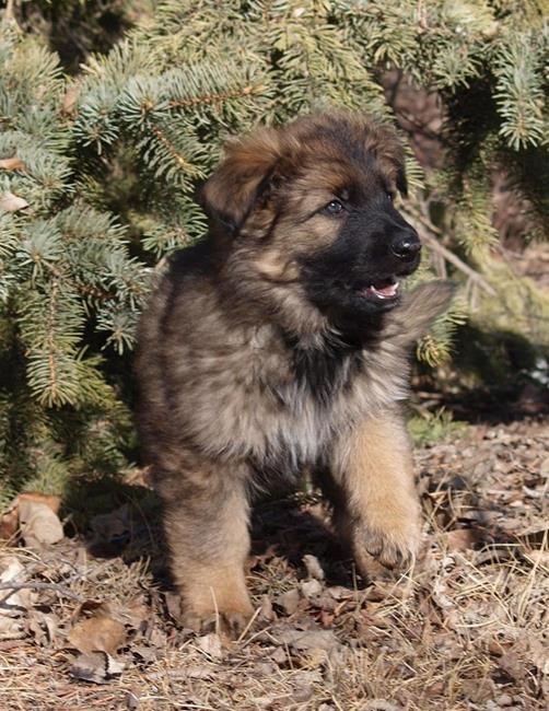 Kazoo, Kaos, Karma: winning names in RCMP 'Name the Puppy' contest | iNFOnews.ca