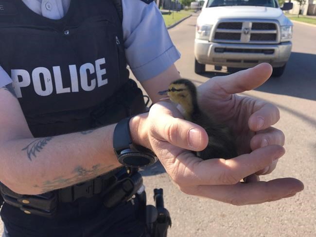 Running afoul of the law: Alberta RCMP pluck stuck ducks from sewer | iNFOnews.ca