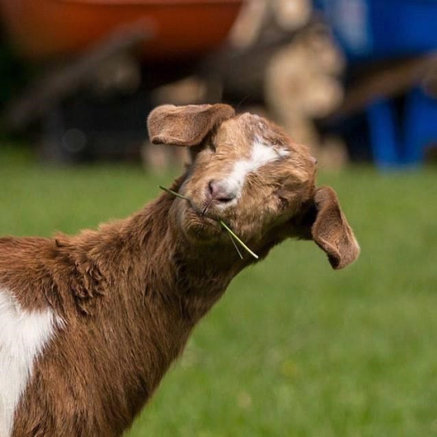Blind goat stolen from central Alberta animal sanctuary; reward offered | iNFOnews.ca