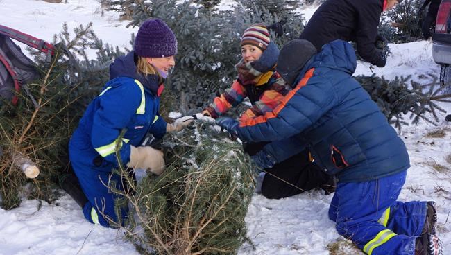 Christmas trees offered to get rid of invasive spruce trees in 2 provinces | iNFOnews.ca Christmas trees offered to get rid of invasive spruce trees in 2 provinces | iNFOnews.ca