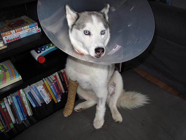 Woman urges more awareness after pet husky shot by hunter near Hinton | iNFOnews.ca Woman urges more awareness after pet husky shot by hunter near Hinton | iNFOnews.ca