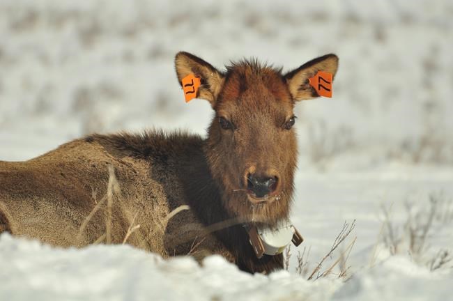 People across the globe get in the way of animal movements: study | iNFOnews.ca People across the globe get in the way of animal movements: study | iNFOnews.ca