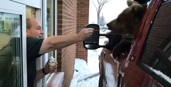 'We made a mistake:' Alberta charges zoo after ice-cream-eating bear video | iNFOnews.ca