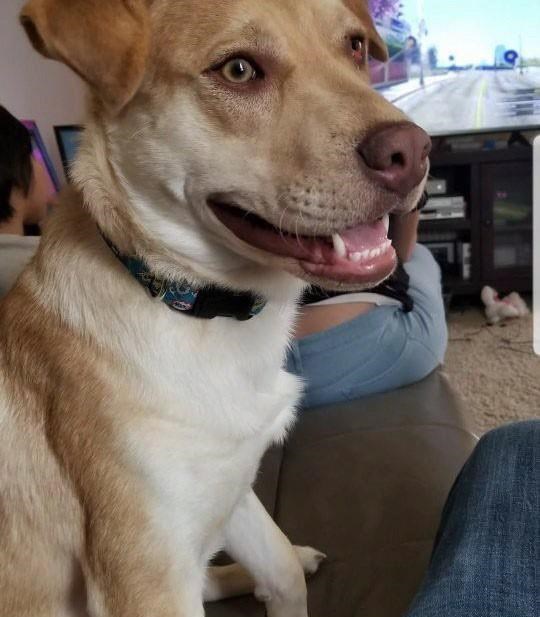 Furry escape artist on the loose: Dog breaks out of Saskatoon SPCA kennel | iNFOnews.ca Furry escape artist on the loose: Dog breaks out of Saskatoon SPCA kennel | iNFOnews.ca