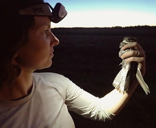 'Little backpacks:' GPS used to track nighthawks from northern Alberta to Brazil | iNFOnews.ca