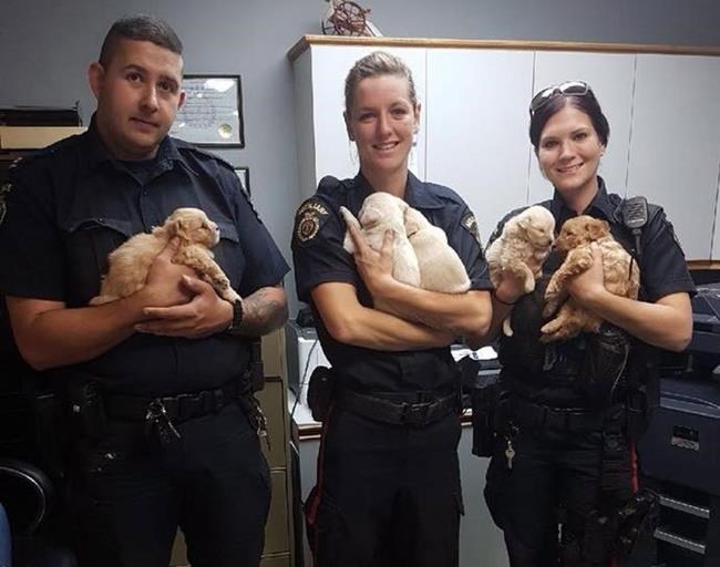 Dogged determination: Police in southern Manitoba save puppies trapped in tunnel | iNFOnews.ca