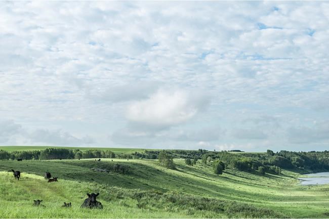 Vet school on the range: Family donates cattle ranch to University of Calgary | iNFOnews.ca Vet school on the range: Family donates cattle ranch to University of Calgary | iNFOnews.ca