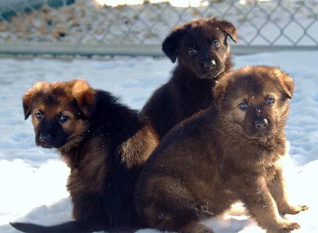Under the M: Mounties want kids to help name latest batch of canine recruits | iNFOnews.ca Under the M: Mounties want kids to help name latest batch of canine recruits | iNFOnews.ca