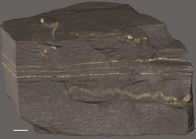 'Squiggles in the sediment:' Complex life may have evolved earlier than thought | iNFOnews.ca