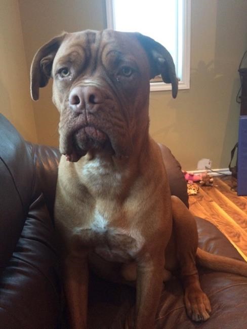 Man charged after pet dog shot during robbery in rural Manitoba | iNFOnews.ca