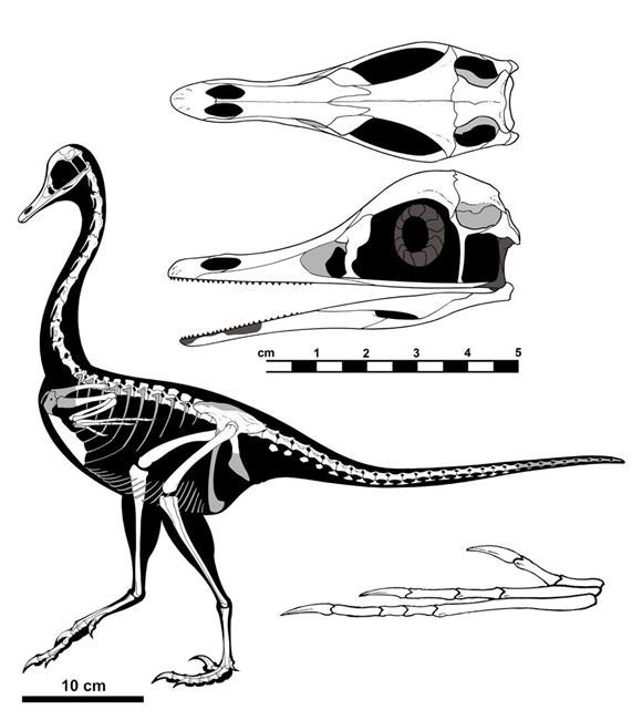 'Kind of a bizarre one:' New dinosaur part penguin, part duck, part swan | iNFOnews.ca 'Kind of a bizarre one:' New dinosaur part penguin, part duck, part swan | iNFOnews.ca