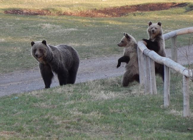 Like mother, like cub: researchers say grizzlies learn bad behaviour from moms | iNFOnews.ca Like mother, like cub: researchers say grizzlies learn bad behaviour from moms | iNFOnews.ca