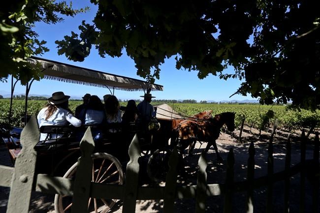 Tourists pick their own grapes at Chile wine harvest fest | iNFOnews.ca CP2019269167