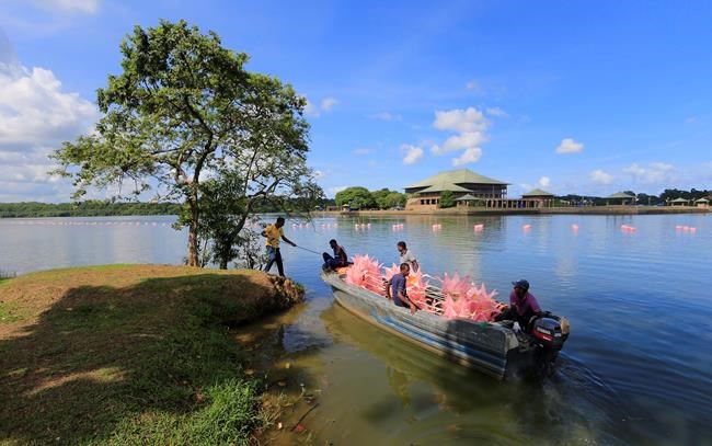 Wasp nests removed in Sri Lanka ahead of Indian PM visit | iNFOnews.ca