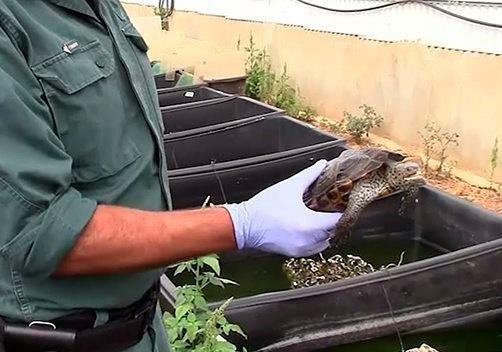 Police break up Spanish ring selling endangered turtles | iNFOnews.ca