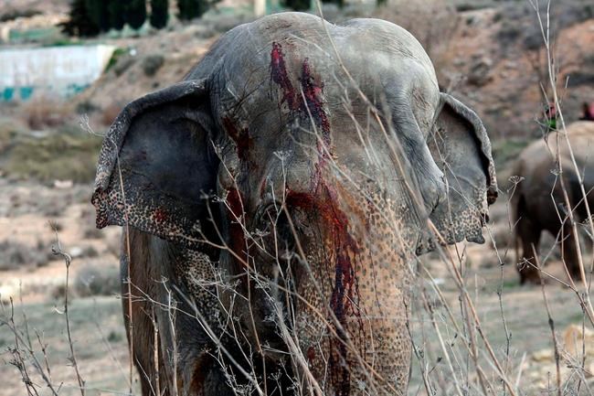 Spanish circus truck tips over, kills 1 elephant, injures 4 | iNFOnews.ca