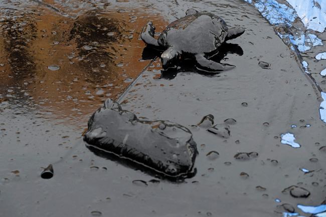 Brazil fears oil spill could reach coral reef, readies ships | iNFOnews.ca Brazil fears oil spill could reach coral reef, readies ships | iNFOnews.ca