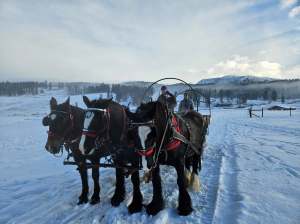 Three horses are hooked up to a sled in a snowy field.