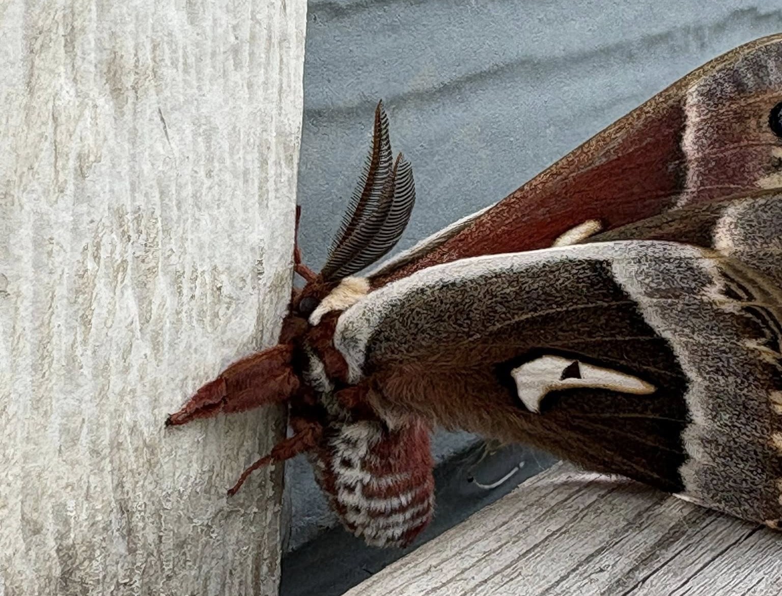 A giant brown moth clings to the side of a house.