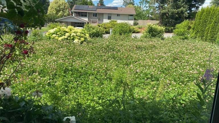 A front yard in covered with clover.