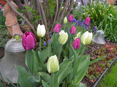 Annual Flower Show