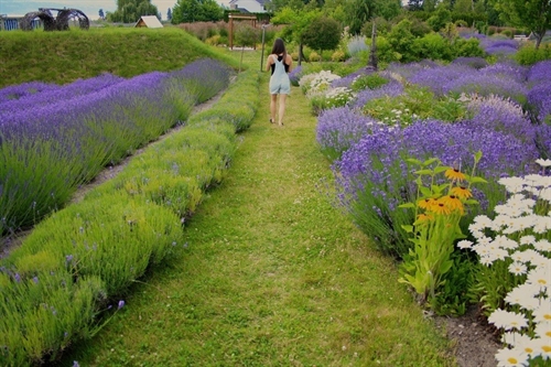 20th Anniversary Local Garden Wander