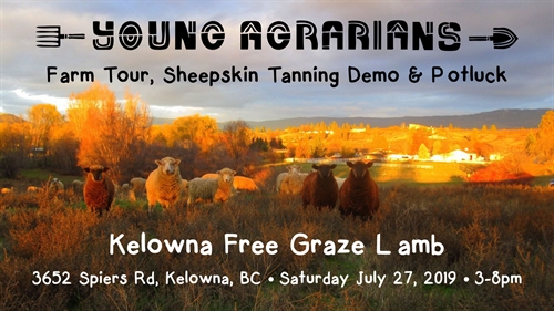 Sheepskin Tanning Demo & Potluck with Kelowna Free Graze Lamb