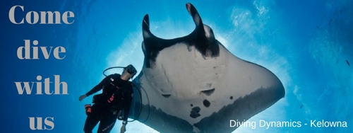 July PADI Open Water Course