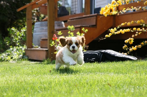 National and Interior Cavalier Club Specialty | iNFOnews.ca National and Interior Cavalier Club Specialty