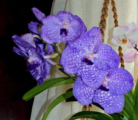 Okanagan Orchid Society