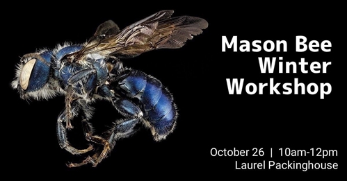 Mason Bee Winter Workshop | iNFOnews.ca Mason Bee Winter Workshop