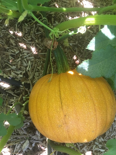 Crazy smashing pumpkin party. | iNFOnews.ca Crazy smashing pumpkin party.