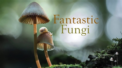 Thursday Film Series: Fantastic Fungi | iNFOnews.ca Thursday Film Series: Fantastic Fungi
