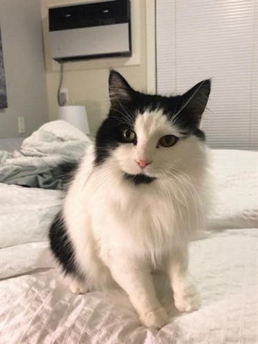 Queens and Lover Boy Adoption Event
