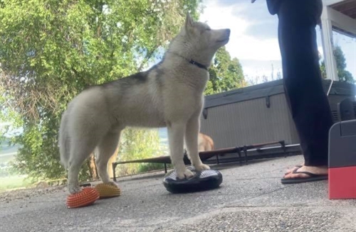 Dog Fit