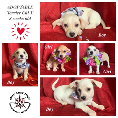 Our Last Hope Animal Rescue Adoption Event