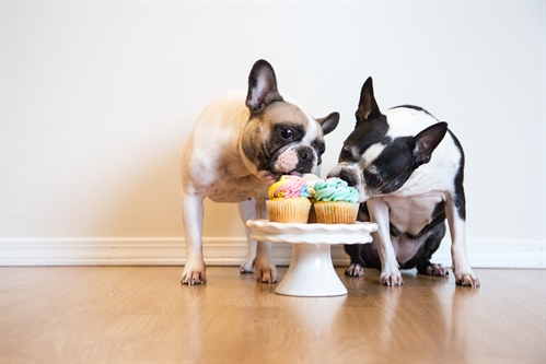 National Cupcake Day in Support of the Revelstoke Humane Society | iNFOnews.ca National Cupcake Day in Support of the Revelstoke Humane Society