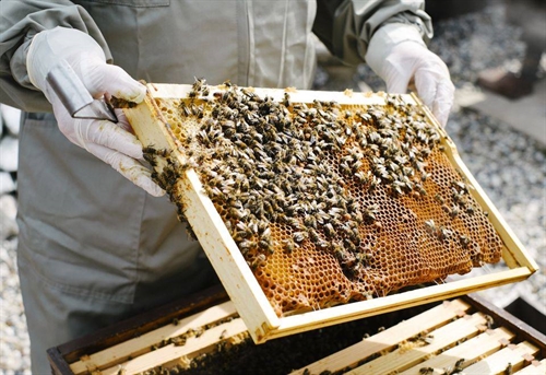 Beekeeping Seminar | iNFOnews.ca Beekeeping Seminar