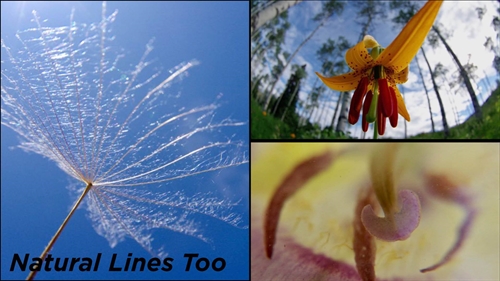 Natural Lines Too – Chris Wenger