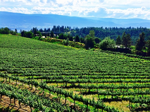 Lobster Nights at Dirty Laundy Vineyard, Summerland