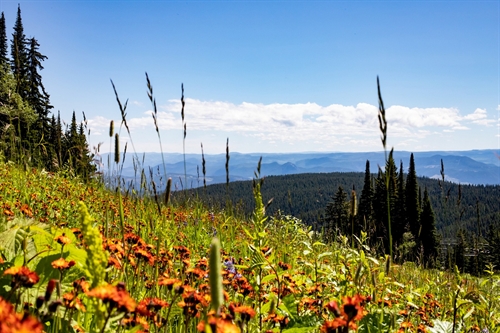 Silver Star: Weekend Historic Walking Tour