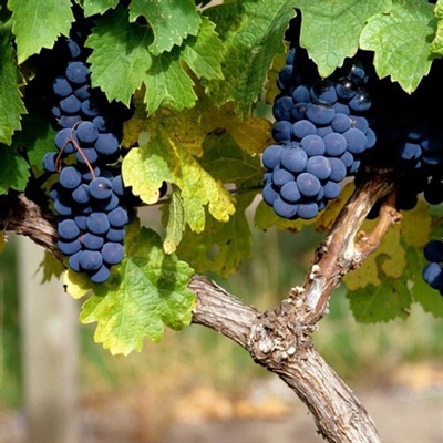 Yoga in the Vineyard at Tinhorn Creek Winery | iNFOnews.ca Yoga in the Vineyard at Tinhorn Creek Winery
